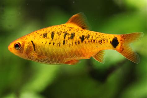 File:Aquarium fish.jpg Wikipedia