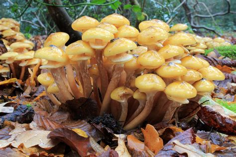 File:Armillaria mellea, Honey Fungus, UK 1.jpg   Wikipedia