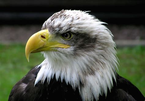 File:Bald.eagle.closeup.arp sh.750pix.jpg   Wikipedia