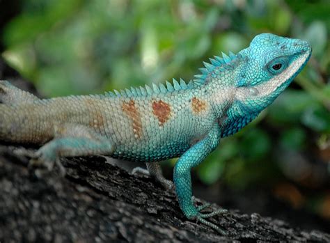File:Bangkok Reptiles Blue crested Lizard.jpg   Wikipedia
