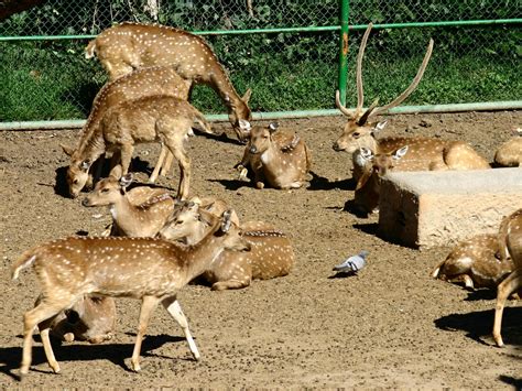 File:Barcelona.Zoologico.Axis.axis.jpg   Wikimedia Commons