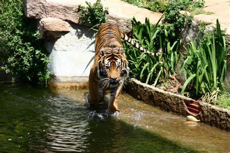 File:Barcelona.Zoologico.Tigre.jpg   Wikimedia Commons