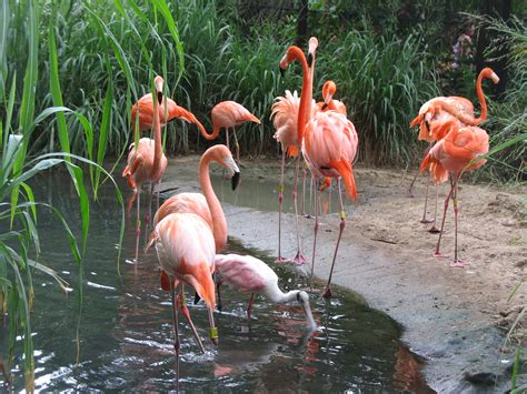 File:Barranquilla Zoológico Flamencos.jpg   Wikimedia Commons
