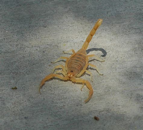 File:Bbasgen scorpion front.jpg   Wikimedia Commons