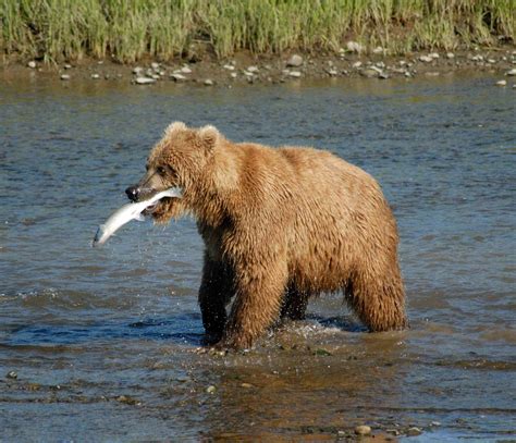 File:Bear Alaska  3 .jpg   Wikimedia Commons
