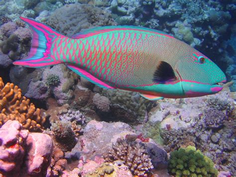 File:Bicolor parrotfish.JPG   Wikipedia