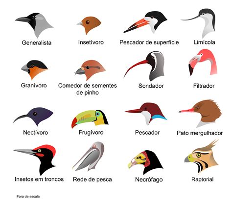 File:Bicos de aves horizontal.jpg   Wikimedia Commons