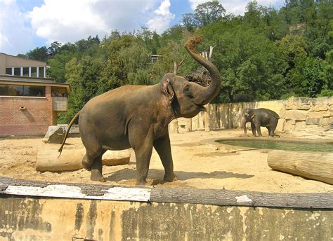 File:Big mammals pavilion2, Zoo Prague.jpg   Wikimedia Commons