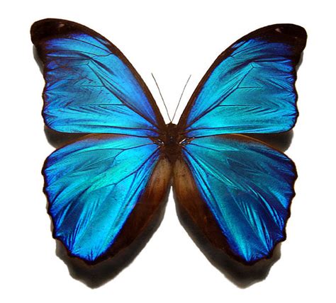File:Blue morpho butterfly.jpg   Wikipedia