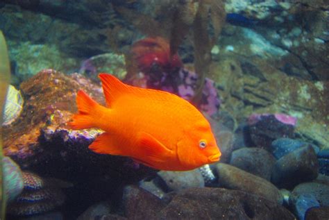 File:Bright orange fish Oregon Coast Aquarium.JPG   Wikipedia