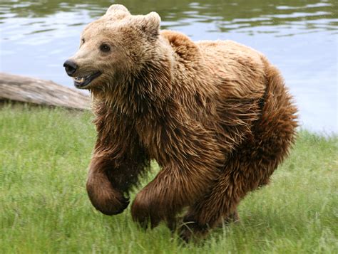 File:Brown bear  Ursus arctos arctos  running.jpg   Wikipedia