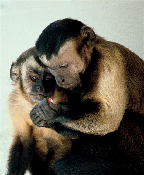 File:Capuchin monkeys sharing.jpg   Wikimedia Commons