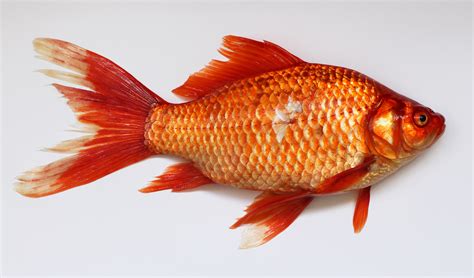 File:Carassius wild golden fish 2013 G1.jpg   Wikimedia ...