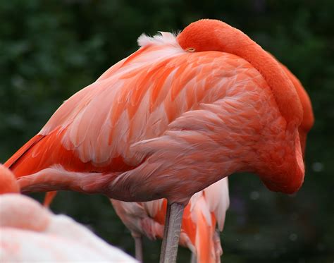 File:Caribbean Flamingo2  Phoenicopterus ruber   0424 ...