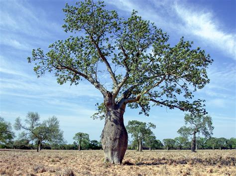 File:Ceiba tree, Paraguayan Chaco.jpg   Wikimedia Commons