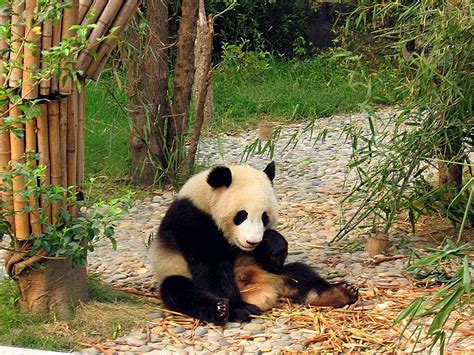 File:Chengdu pandas d13.jpg   Wikimedia Commons