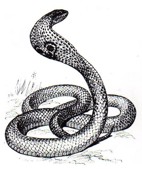 File:Cobra  African   PSF .jpg   Wikimedia Commons