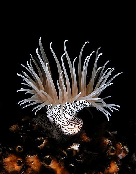 File:Colonial anemone zebra.jpg   Wikipedia