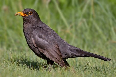 File:Common Blackbird.jpg   Wikipedia