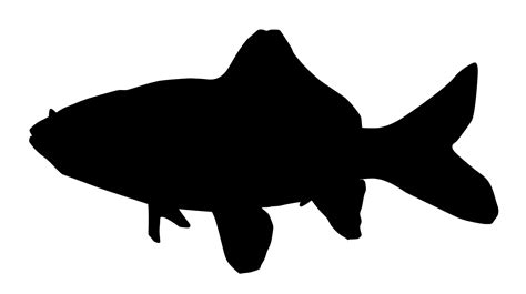 File:Common goldfish silhouette.svg Wikimedia Commons