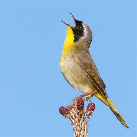 File:Common yellowthroat.jpg   Wikimedia Commons