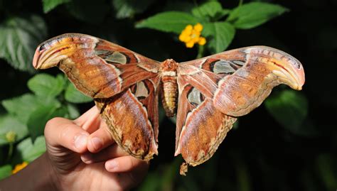 File:ComputerHotline   Lepidoptera sp.  by   30 .jpg ...