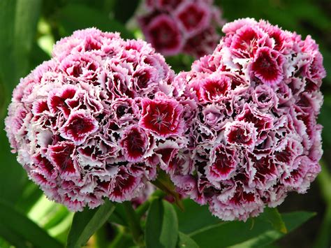 File:Dianthus barbatus flowers 03.jpg   Wikimedia Commons