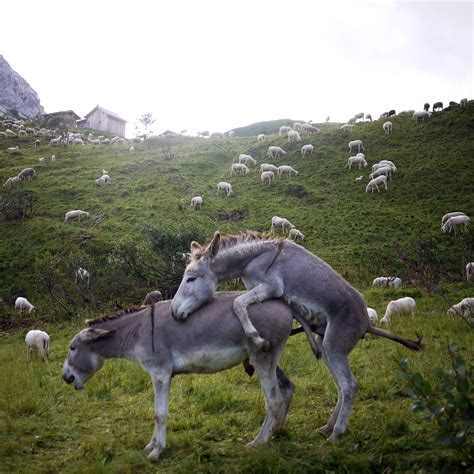 File:Donkeys mating.jpg   Wikimedia Commons