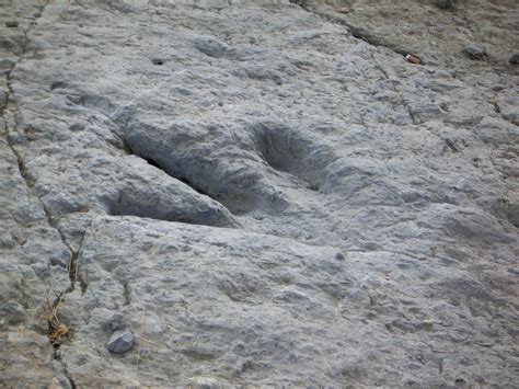 File:Enciso dinosaur footprint detail.jpg   Wikimedia Commons