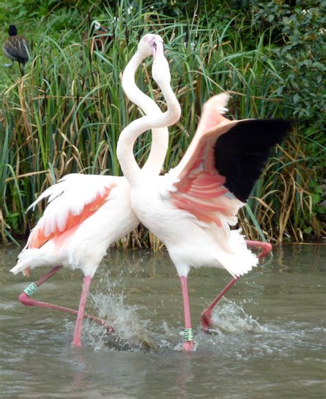 File:Fighting Flamingos  6911914548 .jpg   Wikimedia Commons