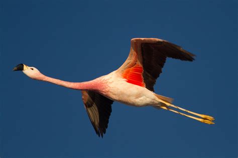 File:Flamingo Flying.jpg   Wikimedia Commons
