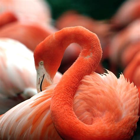File:Flamingo National Zoo.jpg   Wikimedia Commons