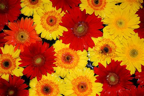 File:Flores nagua.jpg   Wikimedia Commons
