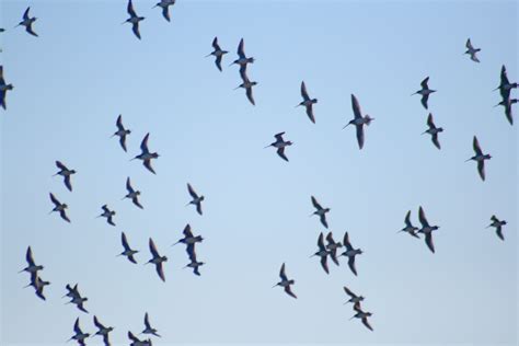 File:Flying birds at Sacramento National Wildlife Refuge.jpg