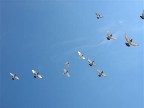 File:Flying birds.jpg   Wikimedia Commons