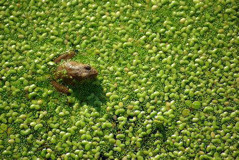 File:Frog in pond among aquatic plants.jpg