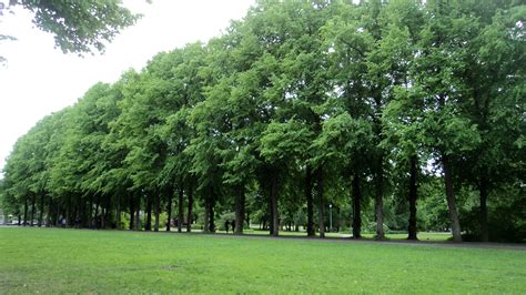 File:Frogner Park Trees.JPG   Wikimedia Commons