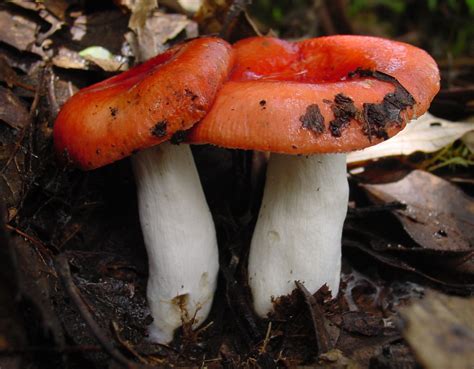 File:Fungus ne3.JPG   Wikipedia