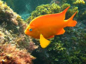 File:Garibaldi fish.jpg