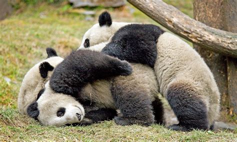 File:Giant Pandas playing.jpg   Wikipedia