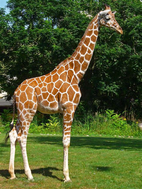 File:Giraffa camelopardalis reticulata 01.JPG   Wikimedia ...