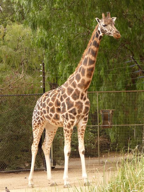 File:Giraffa camelopardalis rothschildi 1.jpg   Wikipedia