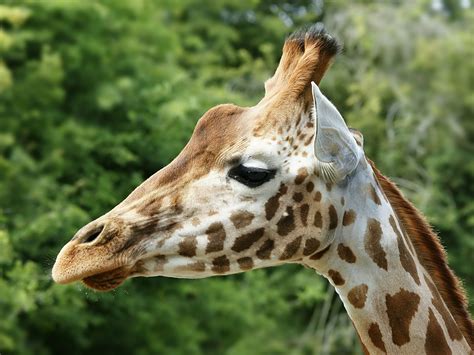 File:Giraffa camelopardalis rothschildi  head .jpg ...