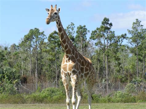 File:Giraffe giraffa camelopardalis.jpg