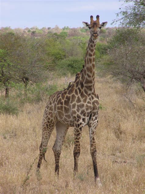 File:Giraffe Kruger.jpg   Wikipedia