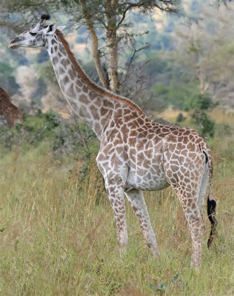 File:Giraffe Mikumi National Park.jpg   Wikipedia