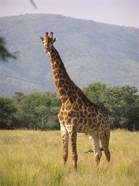File:Giraffe standing.jpg   Wikipedia