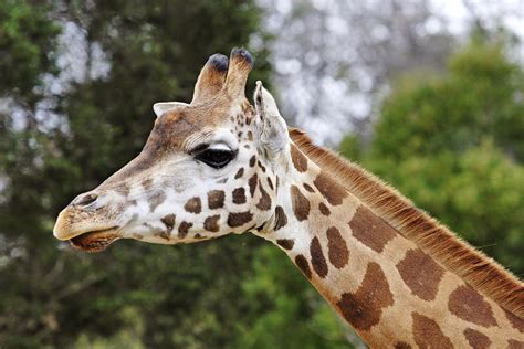 File:Giraffe08   melbourne zoo.jpg   Wikimedia Commons