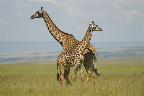 File:Giraffes in Masai Mara.jpg   Wikipedia