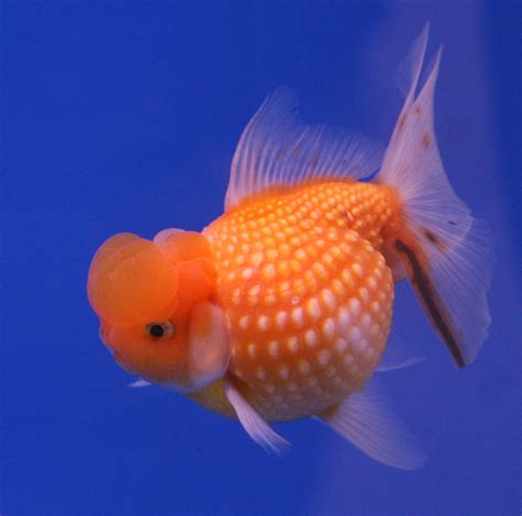 File:Goldfish Pearl Scale.jpg   Wikipedia